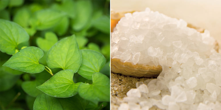 cách trị mụn bằng rau diếp cá 