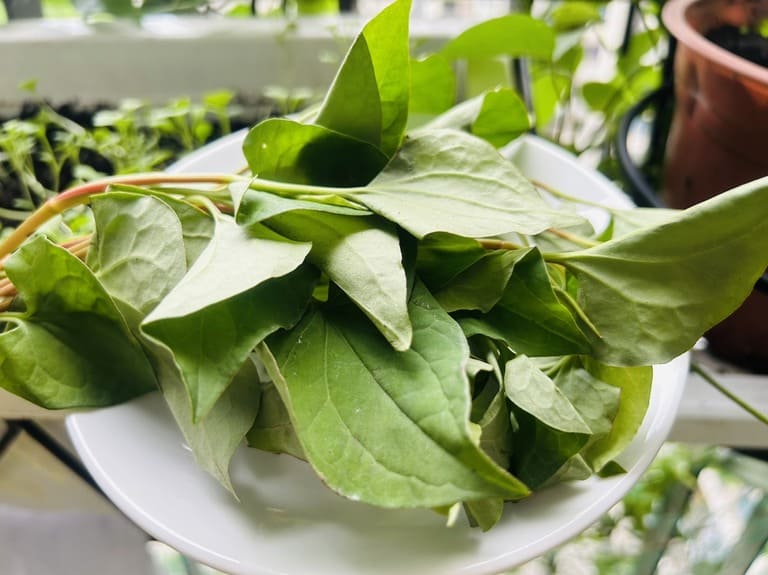 trị mụn bằng rau diếp cá 