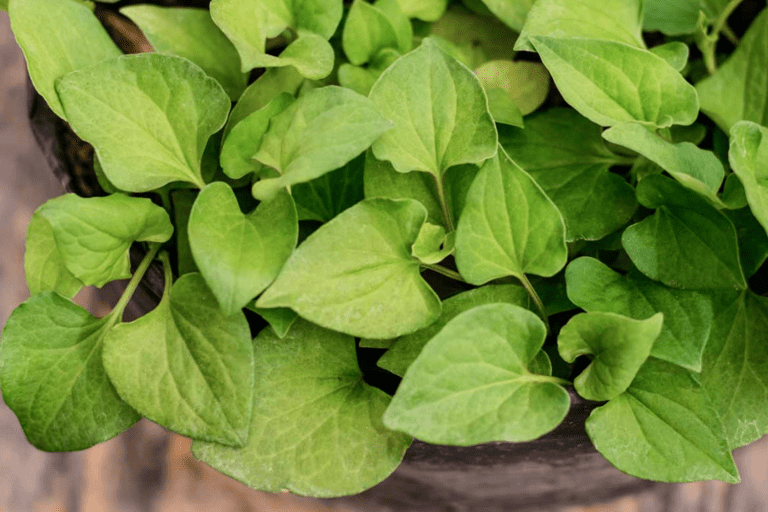 cách trị mụn nhanh nhất trong 1 ngày 